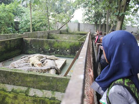 Taman Buaya Asam Kumbang Medan Serunya Selfie Bareng Buaya Cek