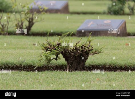 Commonwealth War Graves Chungkai War Cemetery In Kanchanaburi Thailand