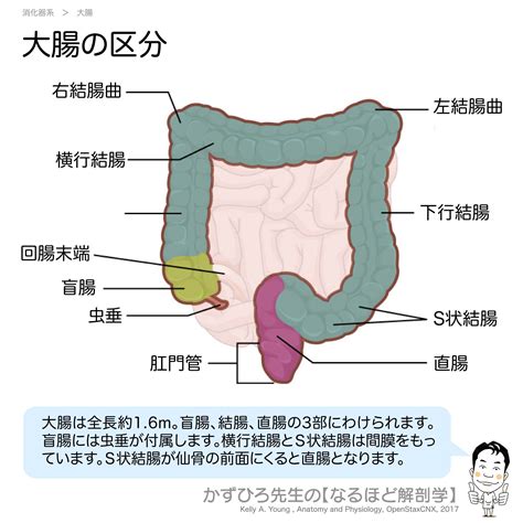 【大腸の区分】 大腸は全長約16m。盲腸、結腸、直腸の3部にわけられます。盲腸には虫垂が付属します。横行結腸とs状結腸は間膜をもっています