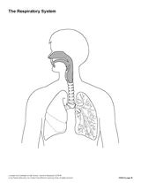 The Respiratory System (Blank) Printable - TeacherVision