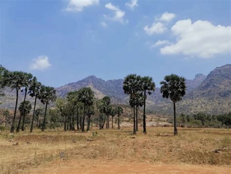 Agricultural Land Cent For Sale In Marungur Kanyakumari Rei