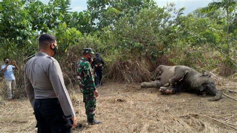 Gajah Mati Ditemukan Lagi Aceh Timur Serambinews