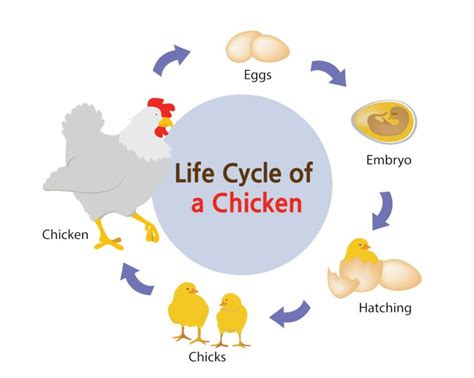 Ciclo De Vida Del Pollo Aprende Las Etapas Clave Guia