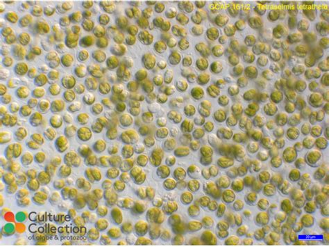Tetraselmis tetrathele