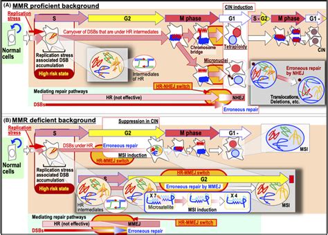 Replication Stress Triggers Induction Of Chromosomal Instability Cin