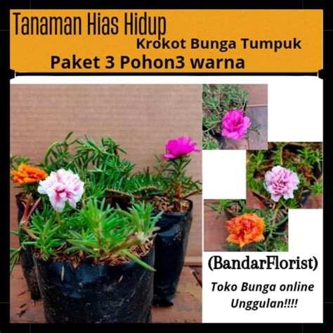 Jual Paket 3 Pohon 3 Warna Bunga Krokot Tumpuk Alur Tumpuk Shopee