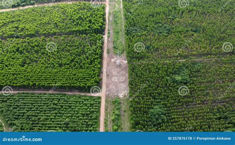 Beautiful Landscapes Of Agricultural Or Cultivating Areas In Tropical