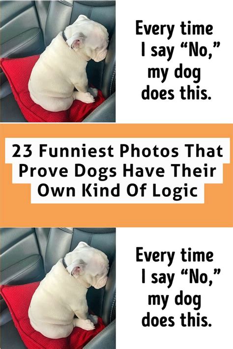 Two Pictures Of A Dog Sitting In The Back Seat Of A Car With Caption