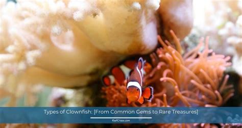 Types Of Clownfish: [From Common Gems To Rare Treasures]