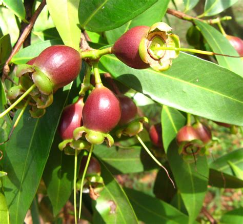 Jambo Rose Apple Fecunded Flower Syzygium Jambos Parqu Flickr