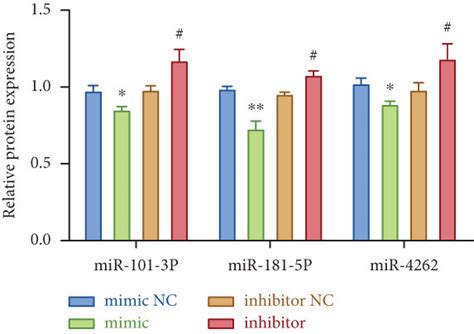 MiR 181a 5p Inhibits NEK7 In HK 2 Cells A Multiple Biological