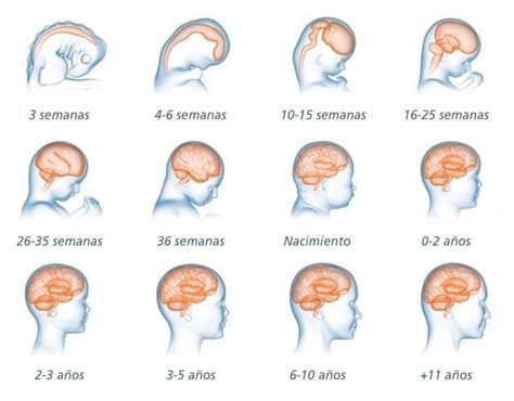 Desarrollo Cerebro Bebe Babysitio