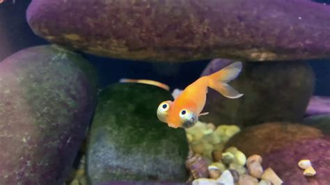 Celestial Eye Goldfish Craziest Looking Fish Ive Ever Seen Youtube