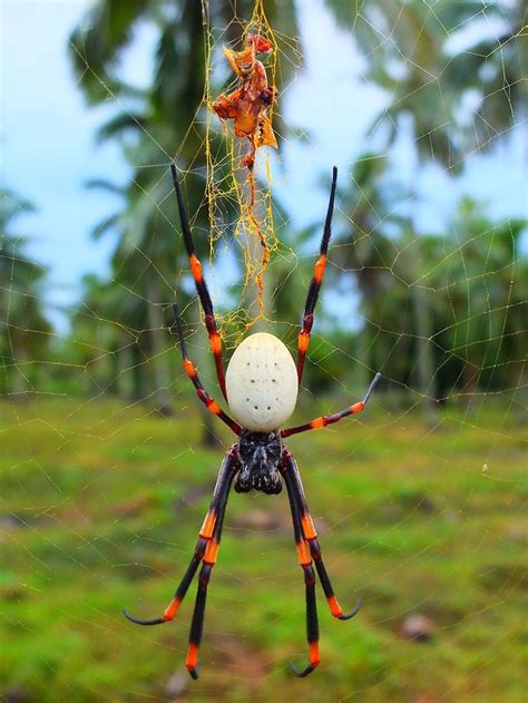 Tongan Giant Spider - Nephila tetragnathoides in Tonga