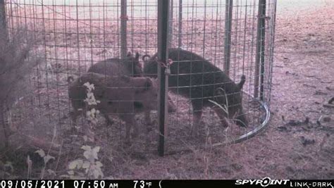 Hog Traps | Feral Hog & Wild Pig Traps | Red River Arenas