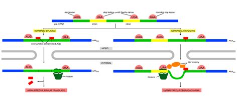 Nonsense-mediated mRNA decay - WikiLectures 