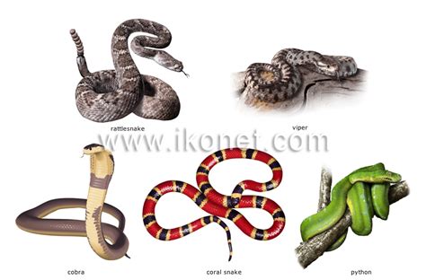 animal kingdom > reptiles > examples of reptiles image - Visual Dictionary