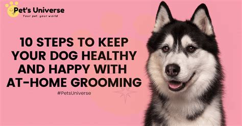 10 Steps To Keep Your Dog Healthy And Happy With At Home Grooming Pet