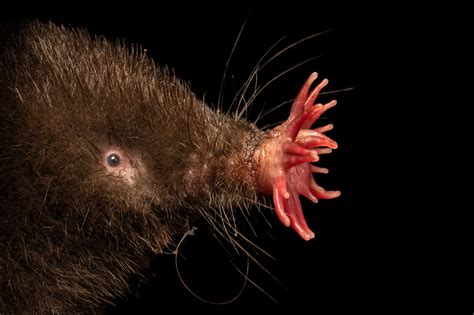 Star-Nosed Mole (Condylura cristata parva) - Joel Sartore 