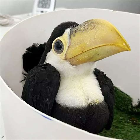 Live Toucan Eggs Found In Woman's Bra Doing Well After Hatching At Zoo ...