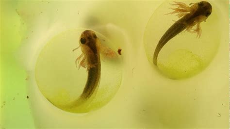 spotted salamander egg development youtube