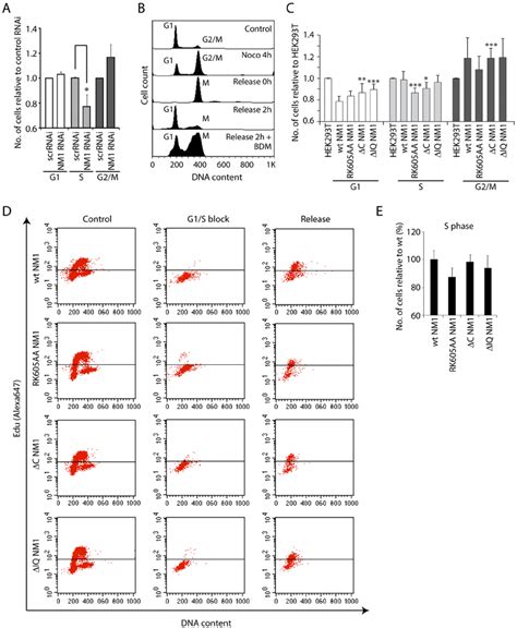 NM1 Gene Silencing By RNAi Leads To A Delay In Cell Cycle Progression