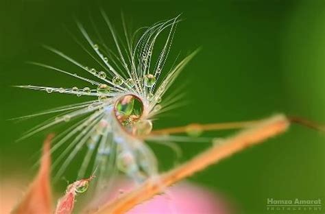 dew drops | Macro photography, Beautiful world, Wonders of the world