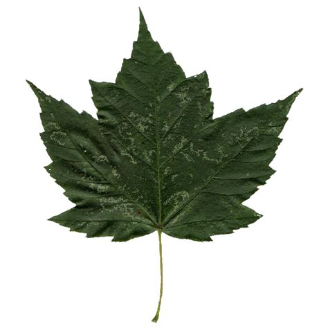 Rendering Realistic Leaves Blender 3d Model