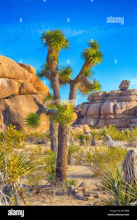 Boulders And Joshua Trees In Joshua Tree National Park California