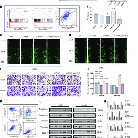 Nrep Levels In Gastric Cancer Gc Tissue A Expression Levels Of