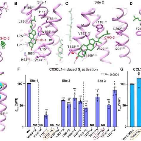 Cholesterol Binding Sites In CX3CR1 A Binding Sites Of Three