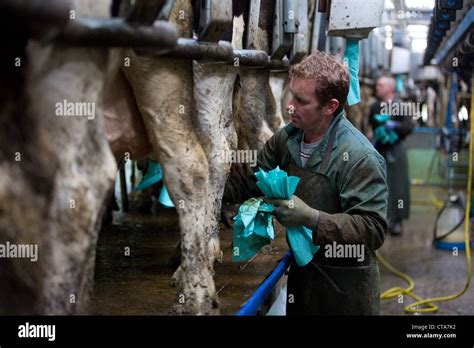 Dairy Cows Being Milked Stock Photo Alamy