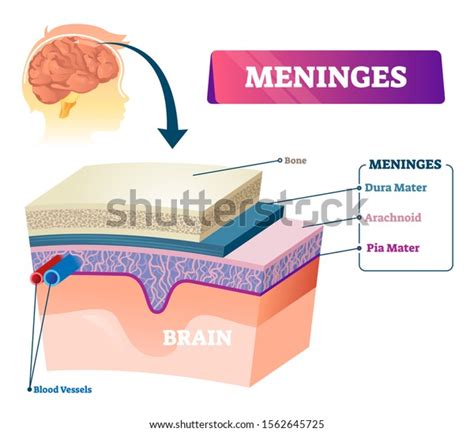 Meninges Vector Illustration Labeled Anatomical Educational Stock Vector Royalty Free