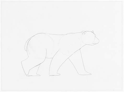 Realistic Polar Bear Drawing