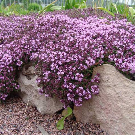 Купить тимьян ползучий Purple С2-3 недорого и с доставкой в Екб