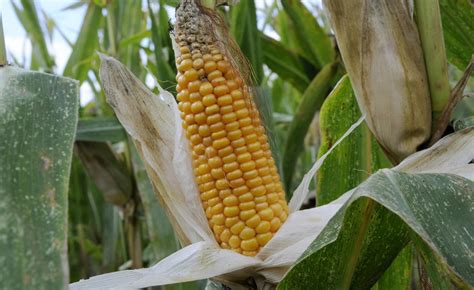 VIDEO L Etat détruit des champs de maïs OGM dans le Sud Ouest