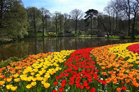 Keukenhof Gardens | Discover the Beauty of Floral Paradise