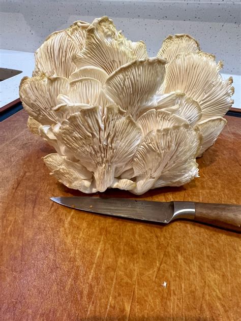 Lion's Mane Mushrooms - R Crazy Incredible Life