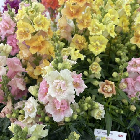 Antirrhinum Mix Colours Single Pot Eden Park Garden Centre