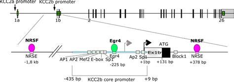 Figure 3 From Expression Function And Regulation Of The K Cl