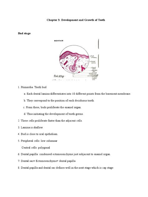 Stages of Tooth Development | PDF | Epithelium | Morphology (Biology)