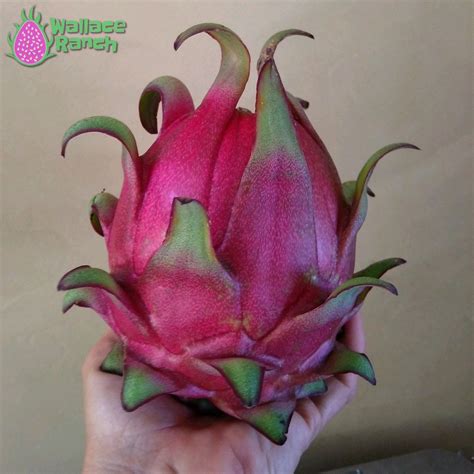 Orejona Dragon Fruit Wallace Ranch Dragon Fruit