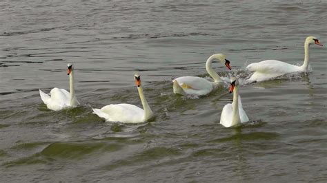 Kostenlose Foto Natur Vogel Fluss Tierwelt Schwimmen Schnabel