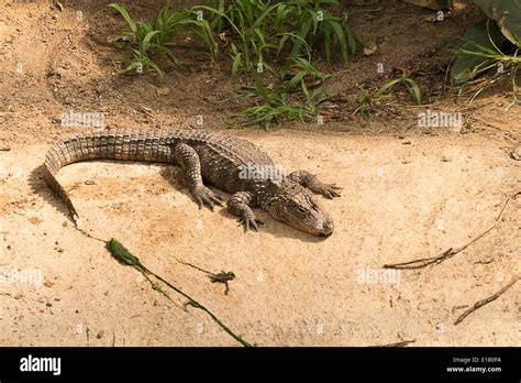 Chinese alligator Stock Photo - Alamy