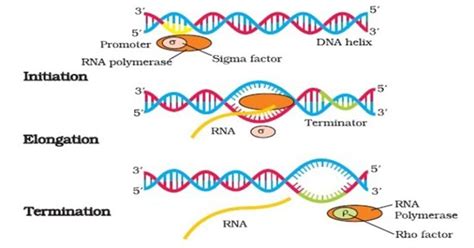 Prokaryotic Transcription Enzymes Steps Significance