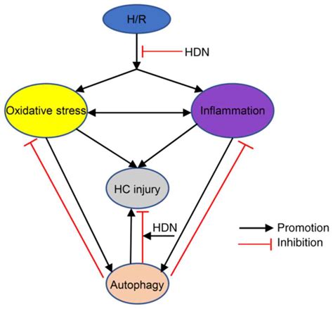 Potential Protective Effect Of Hesperidin On Hypoxia Reoxygenation