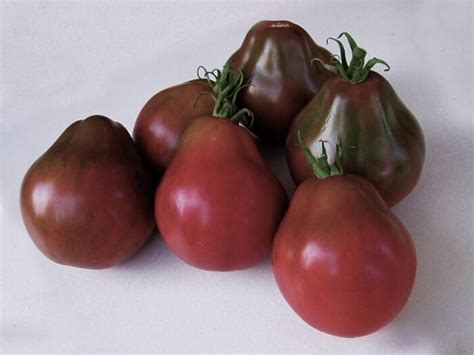 Japanese Black Trifele Tomato Renaissance Farms Heirloom Tomato Seeds