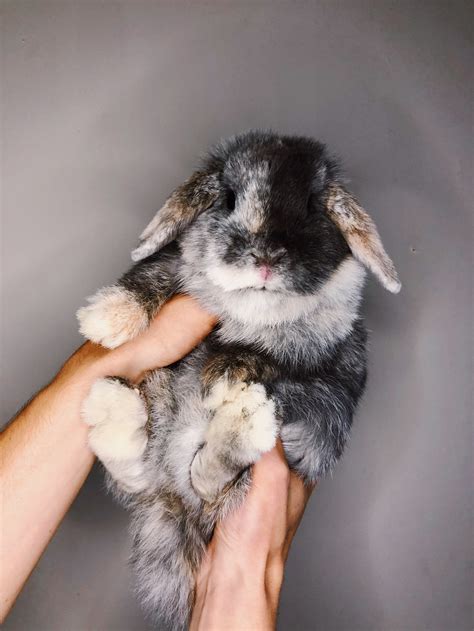 Harlequin Lop Rabbit