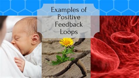 Positive Feedback Loop Examples