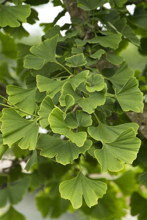 Princeton Sentry Ginkgo Ginkgo Biloba PNI 2720 Monrovia Plant